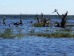 Красавицы на болоте Красавицы на болоте