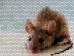 Излечение аминокислотными паззлами Излечение аминокислотными паззлами