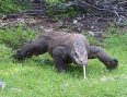 Индонезия. Драконы острова Комодо Индонезия. Драконы острова Комодо